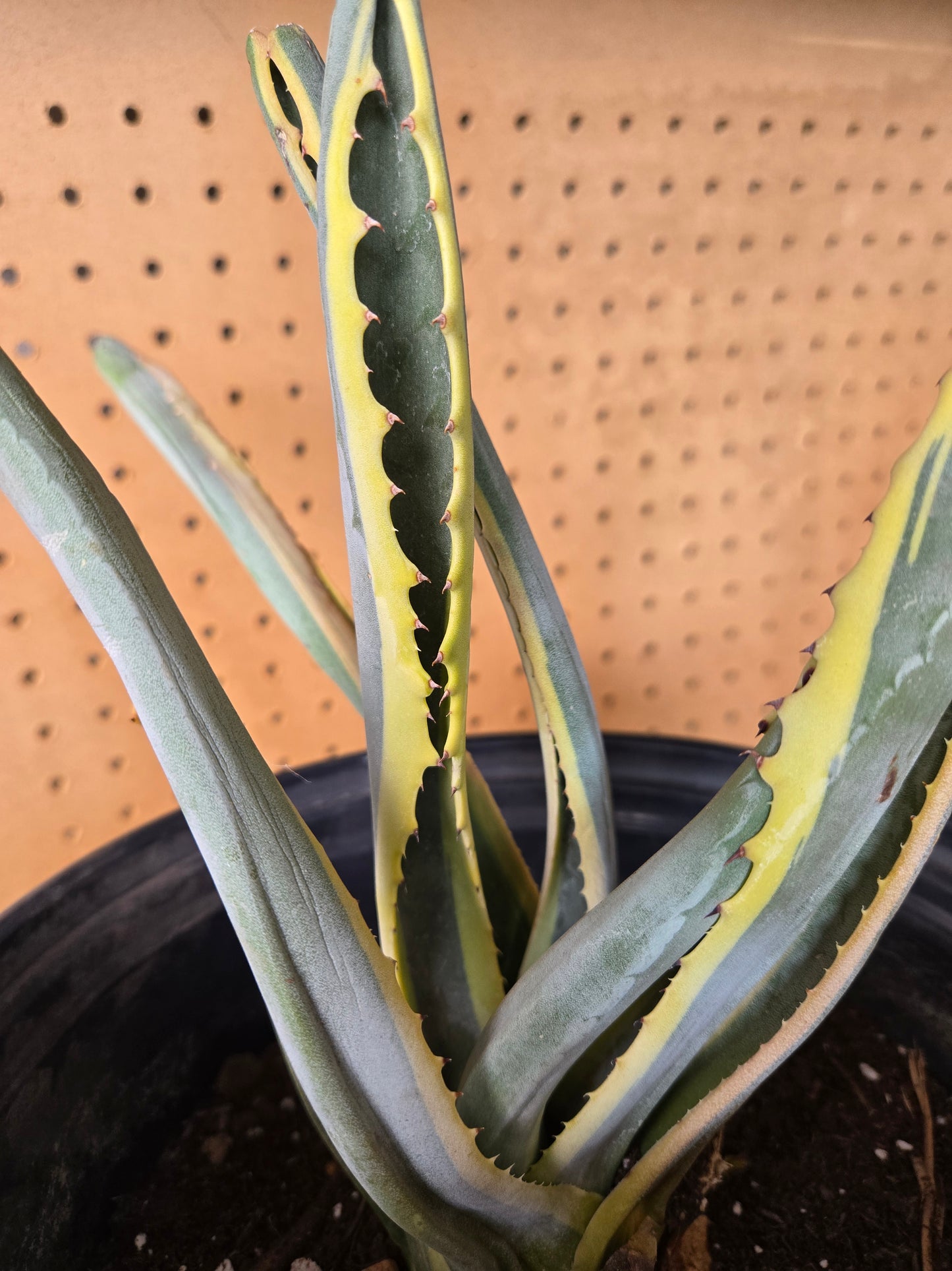 Variegated century plant