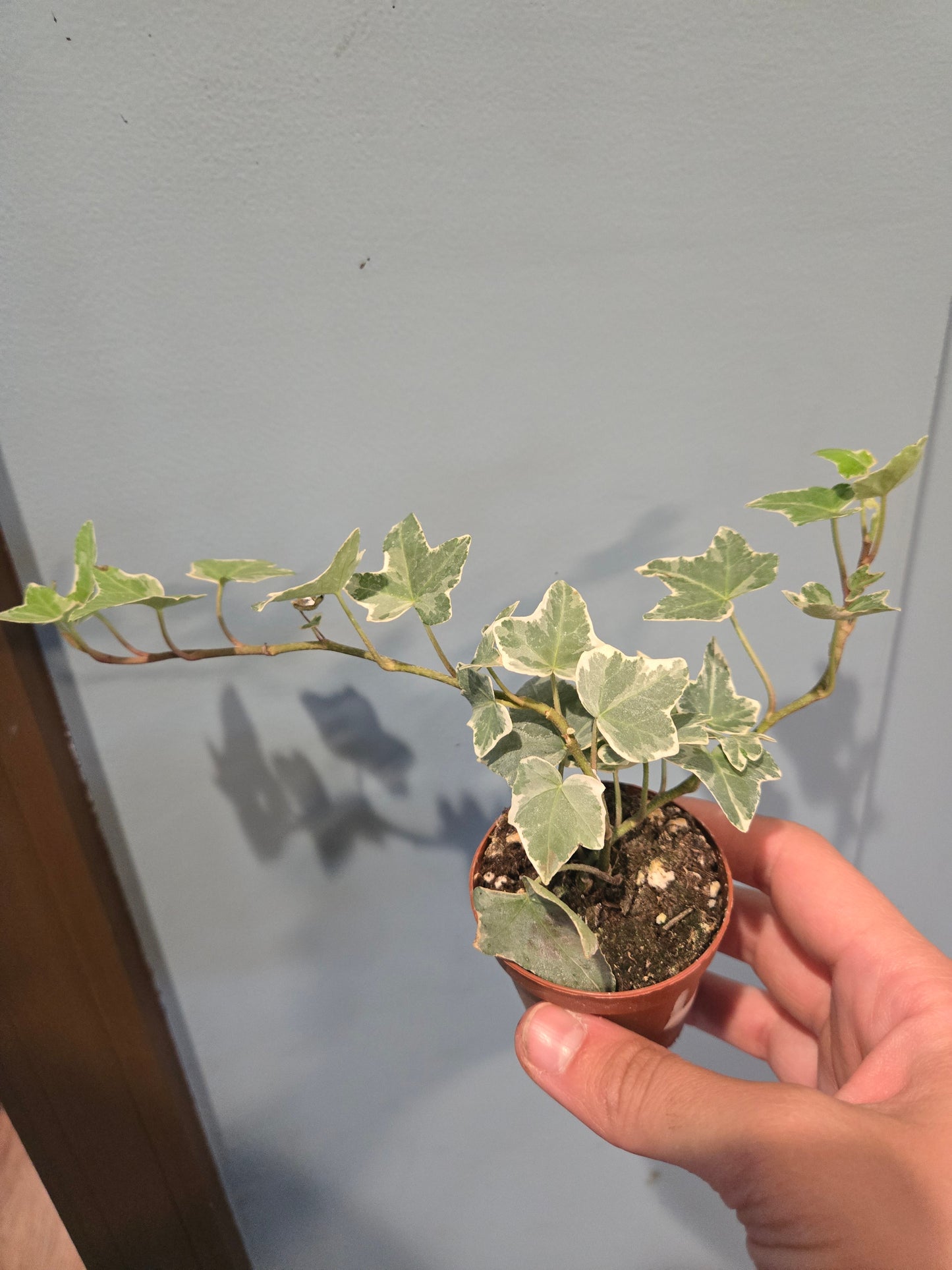 English ivy V.