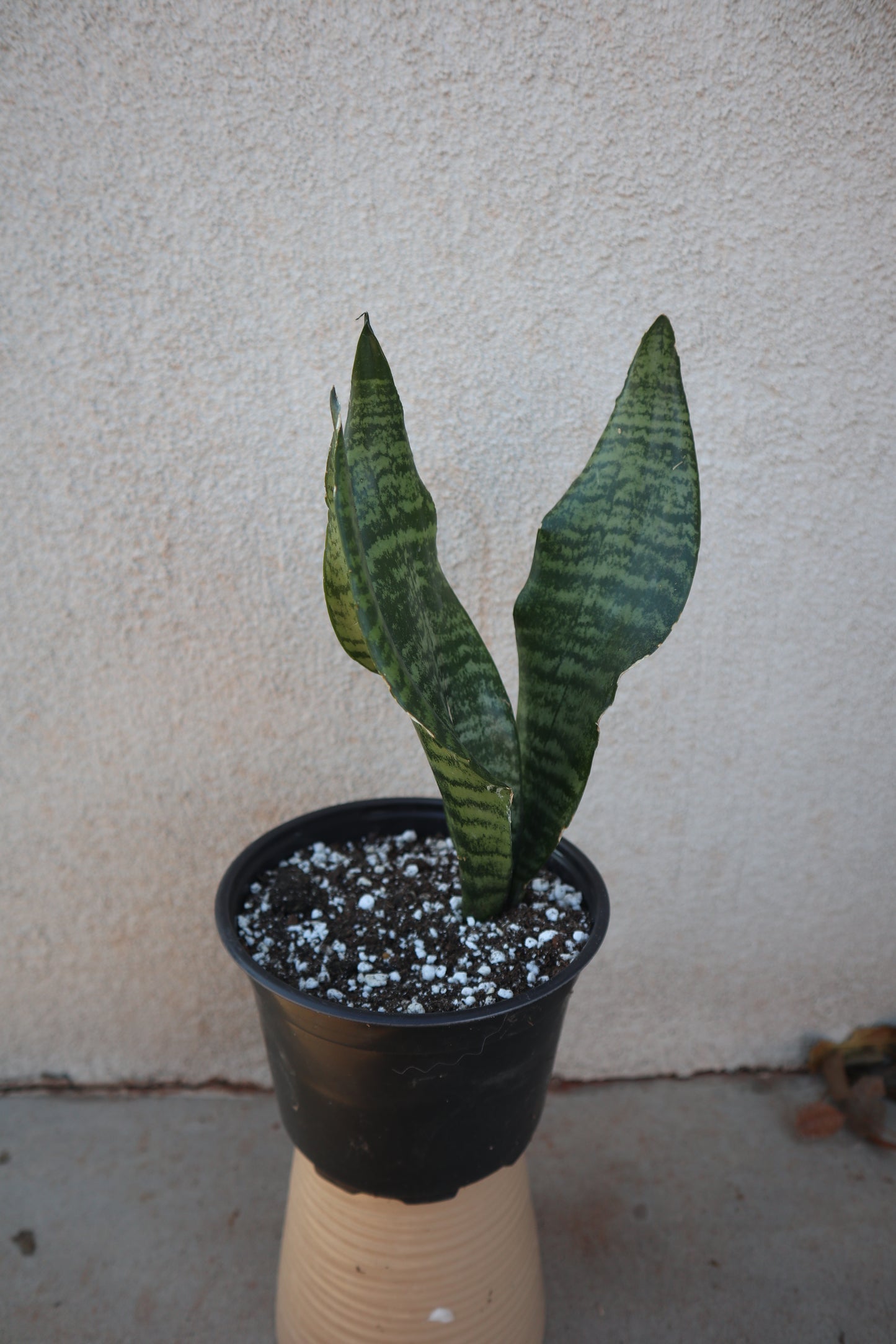 Sansevieria Zeylanica