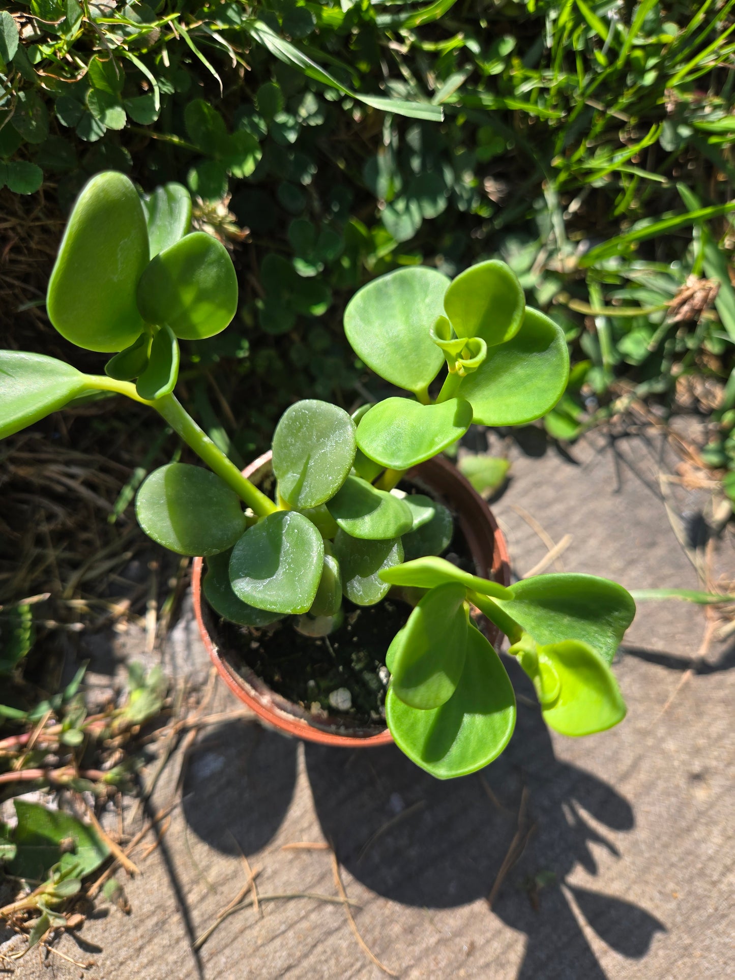 Peperomia Hope