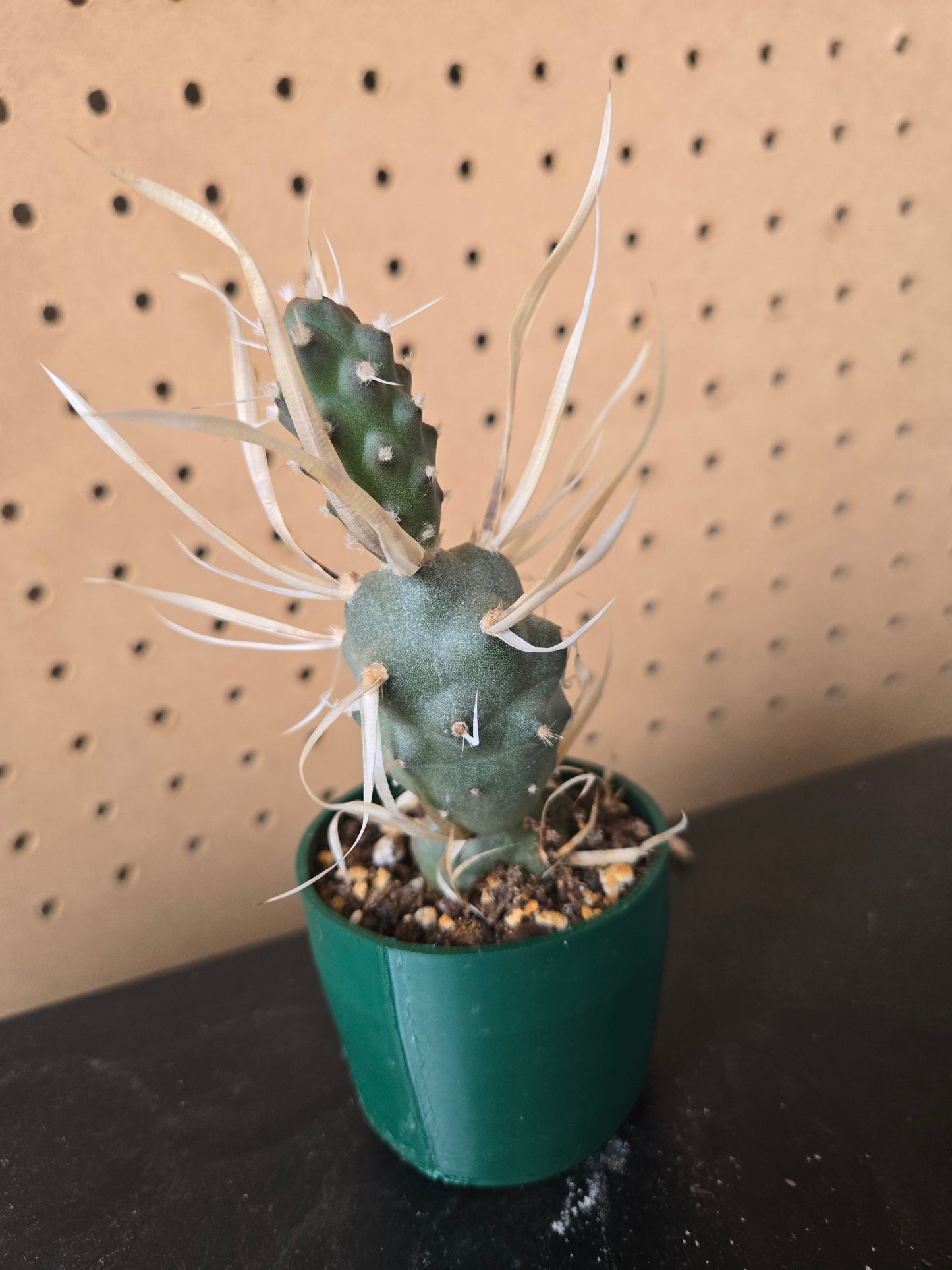 Paper spine cactus