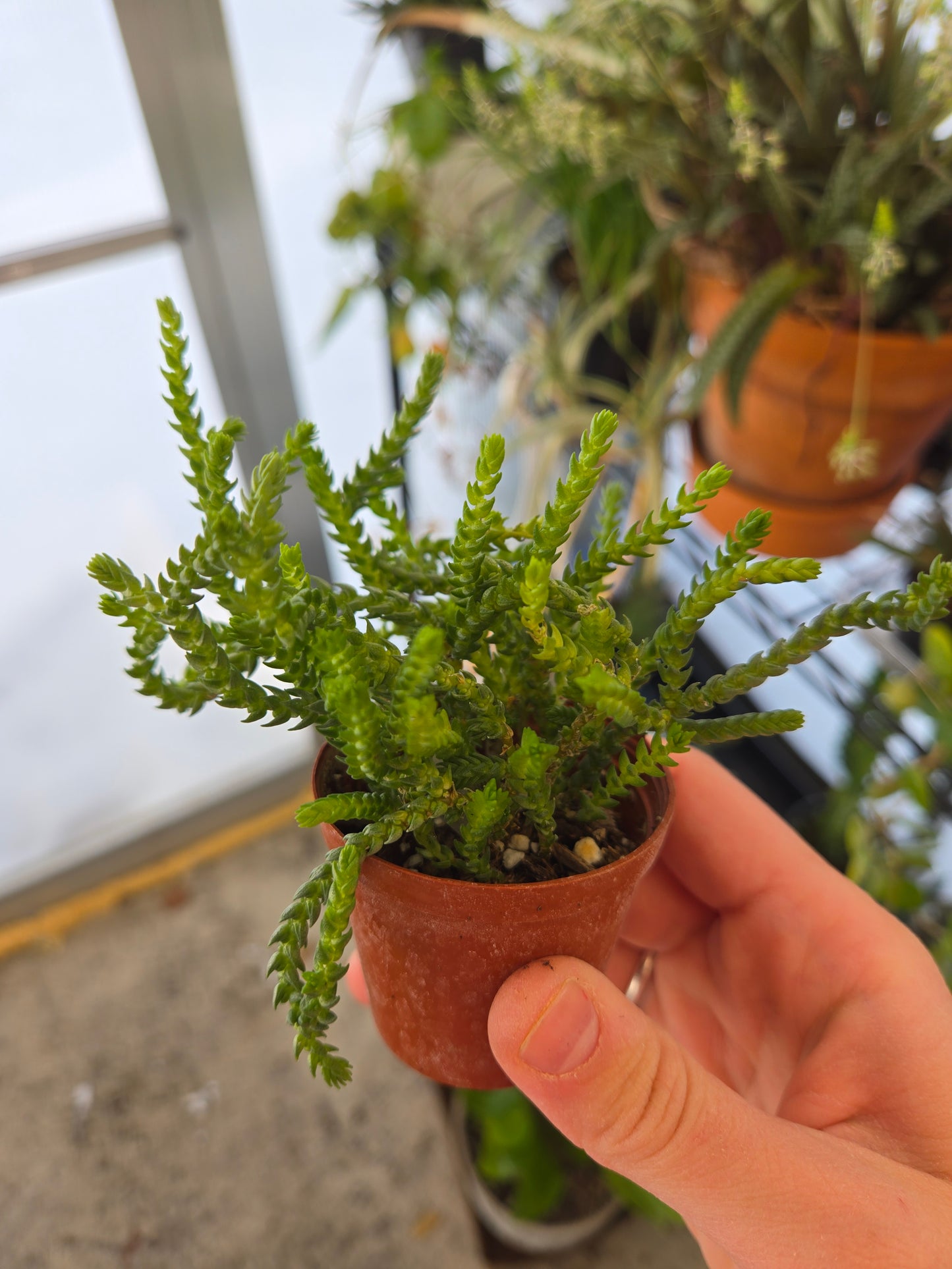 Crassula watch chain