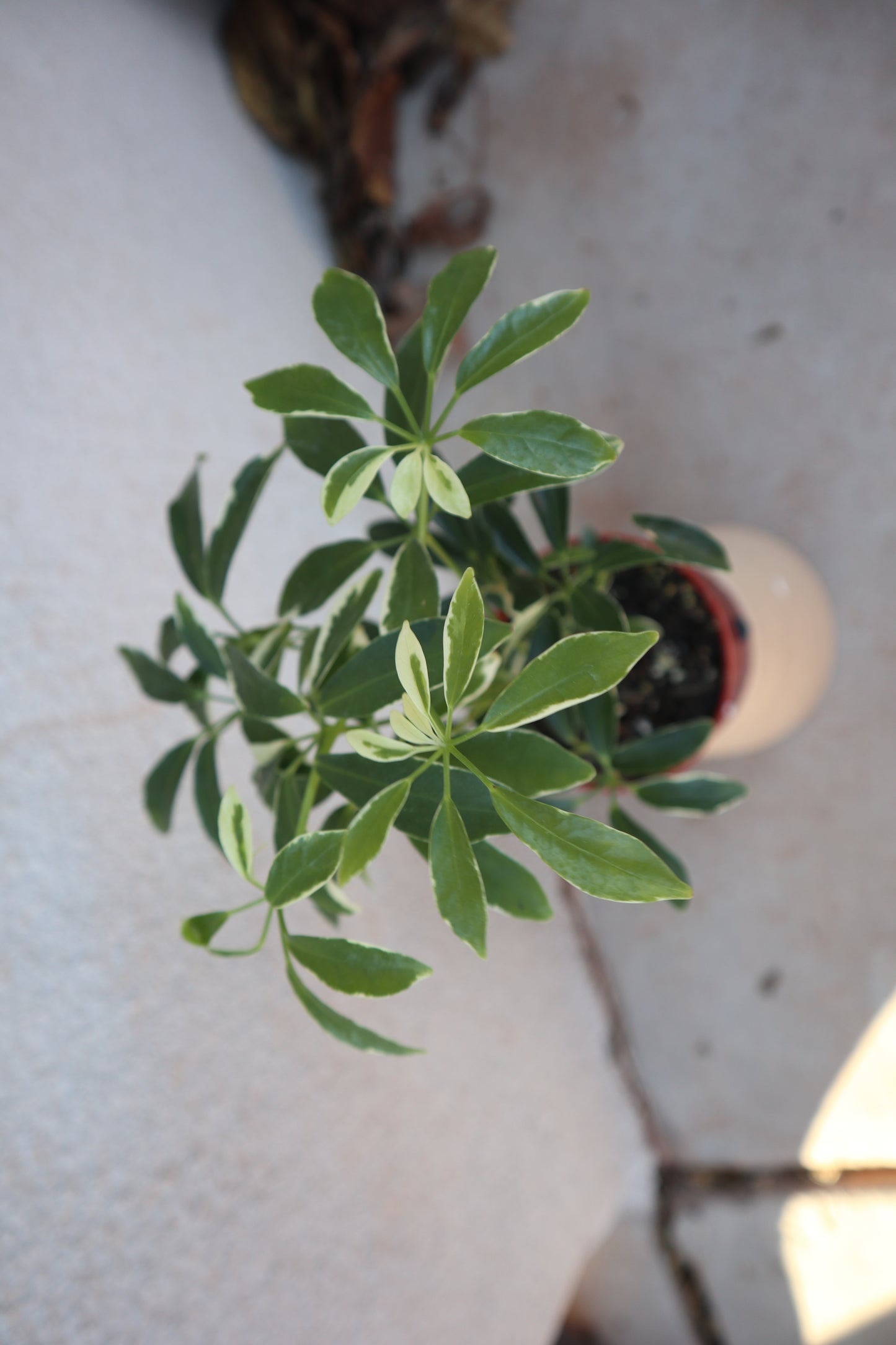 Schefflera Arbicola moondrop