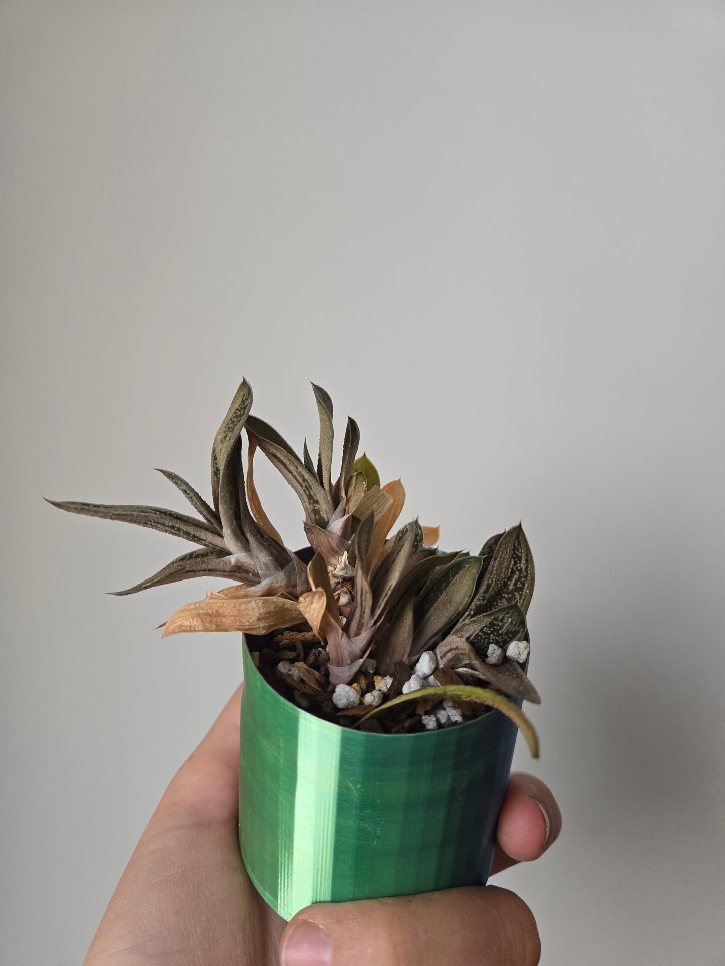 Gasteria Little warty