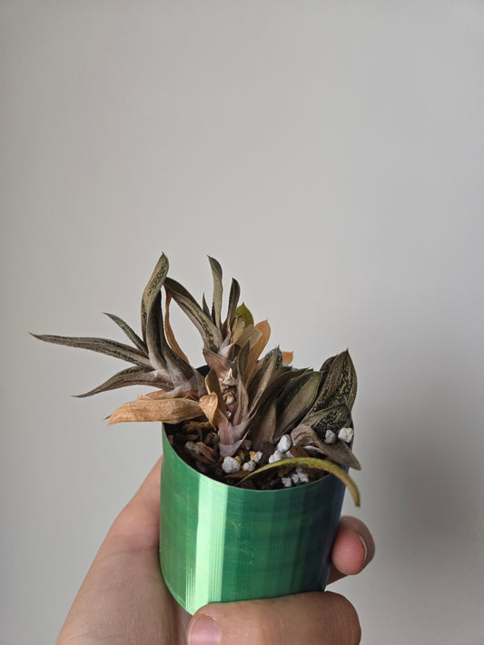 Gasteria Little warty