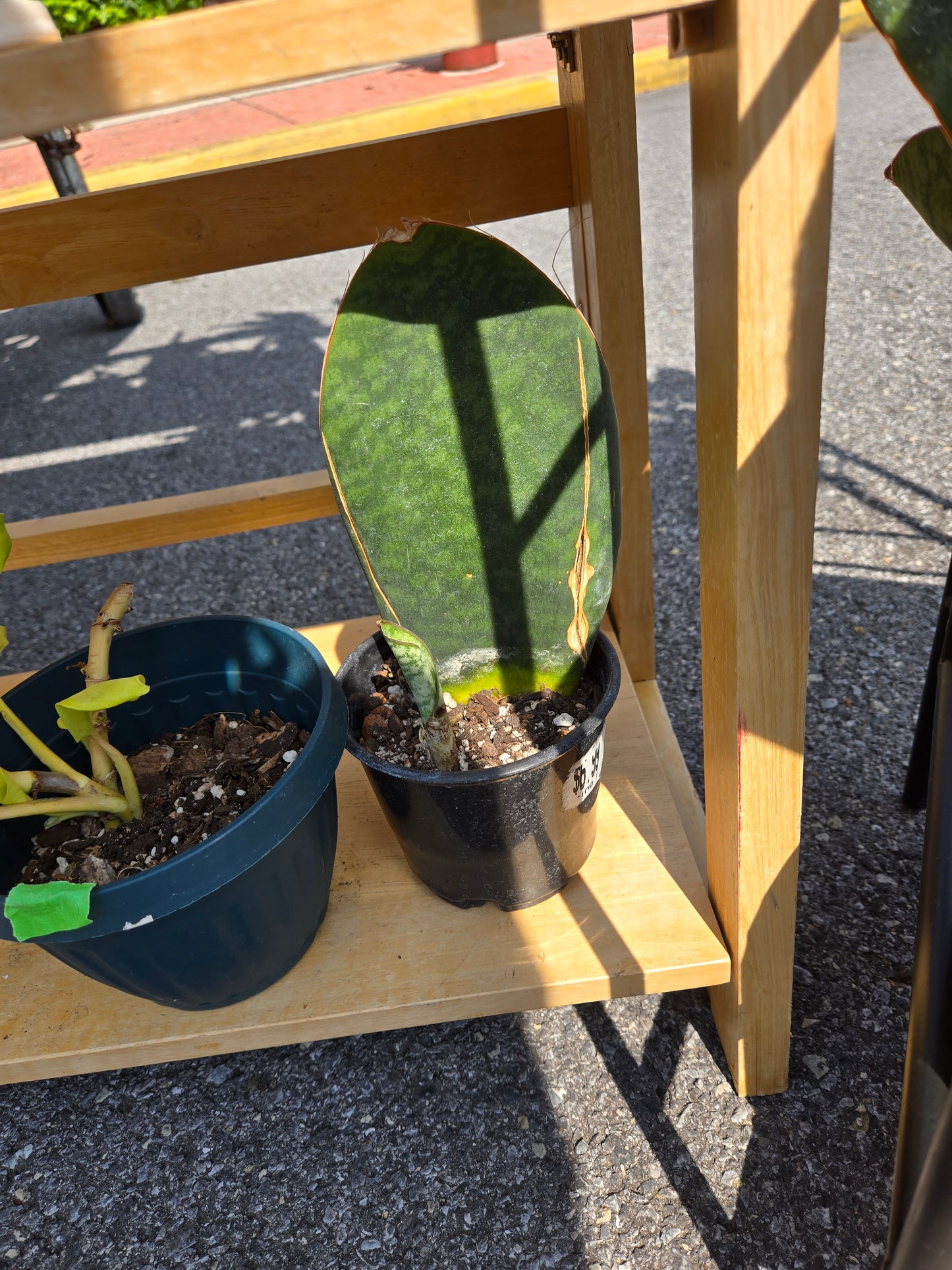 Sansevieria whale fin
