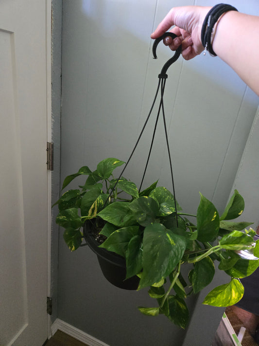 Golden pothos