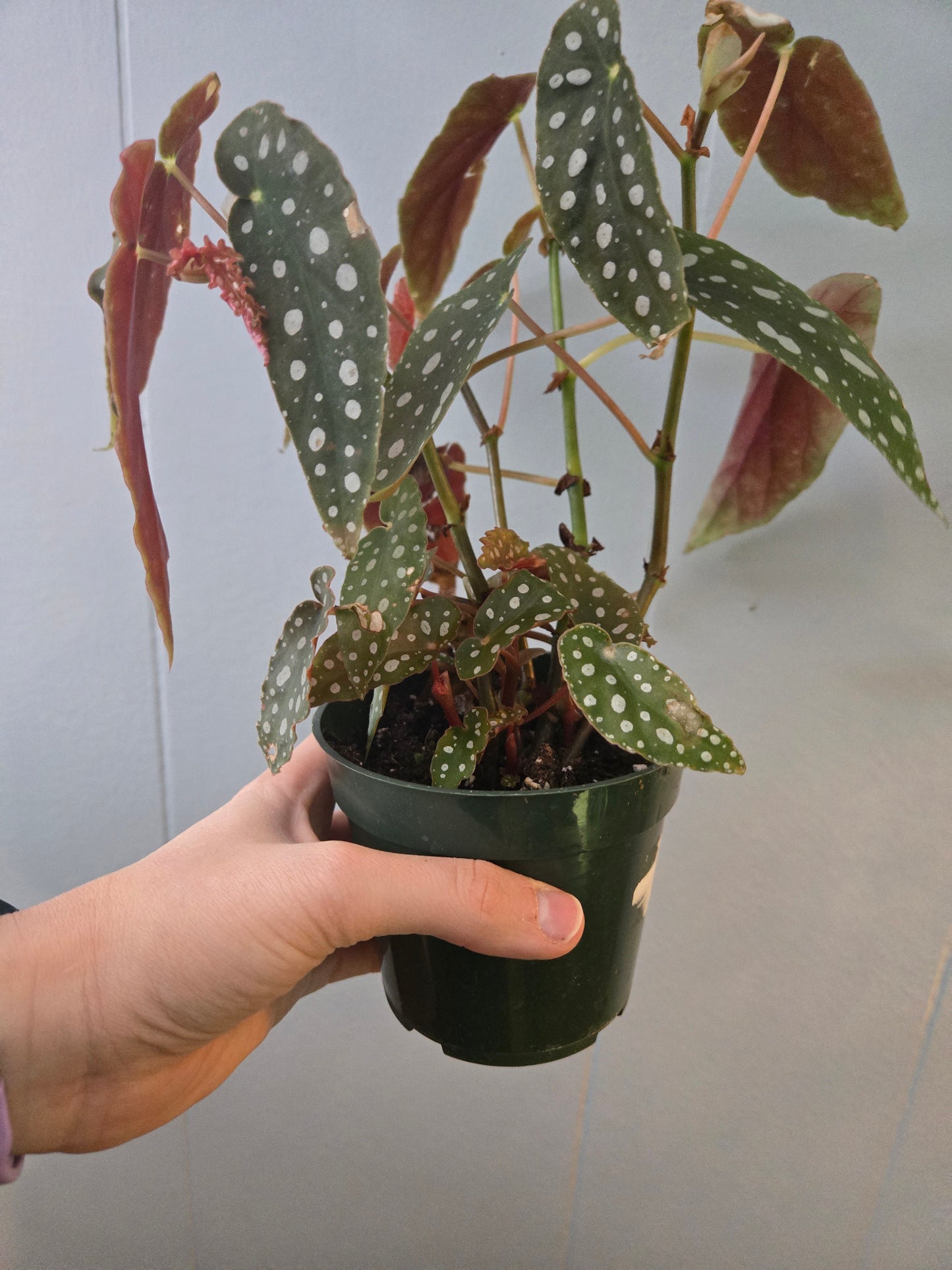 Begonia Maculata