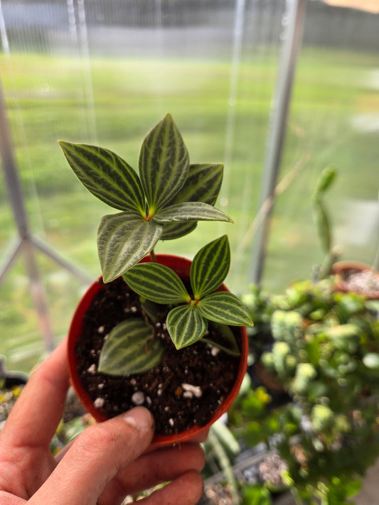 Peperomia Stilt