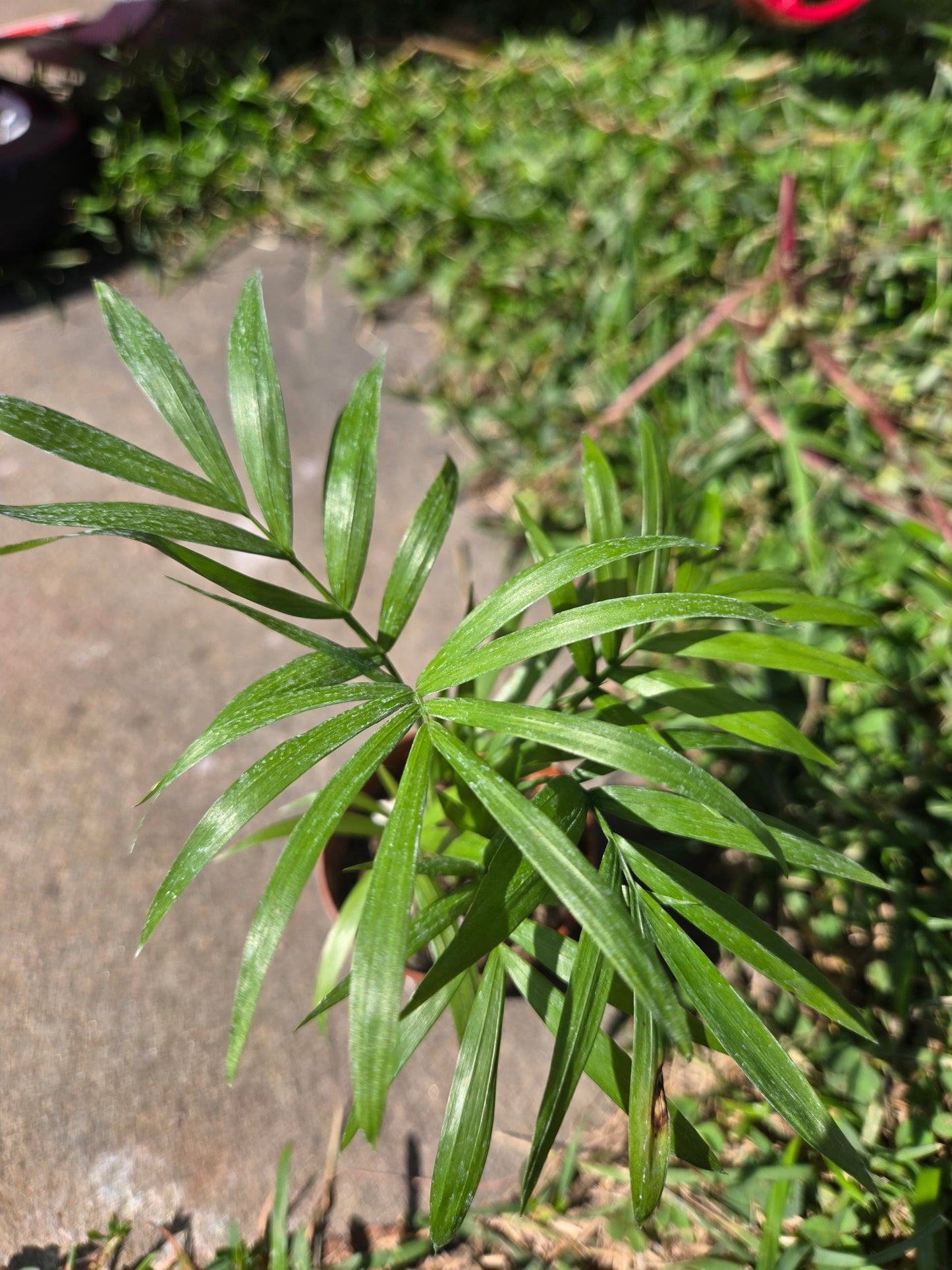 Parlor Palm