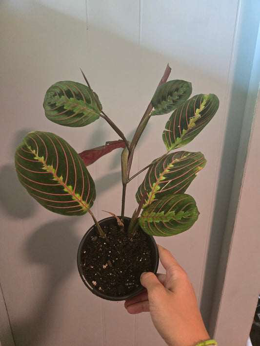 Red Maranta