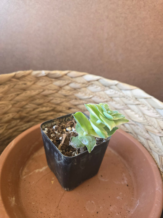 Variegated crassula perforata
