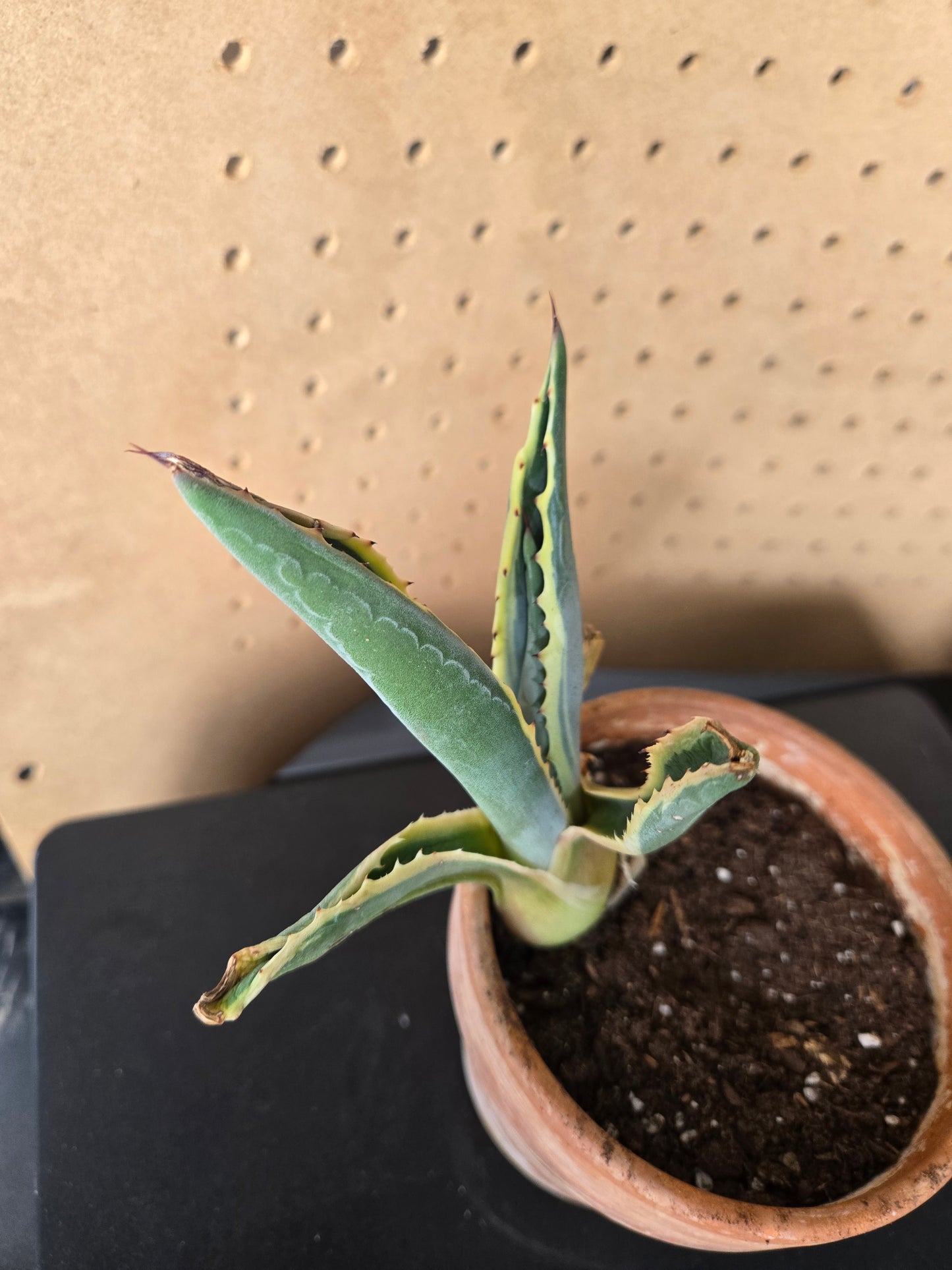 Variegated century plant