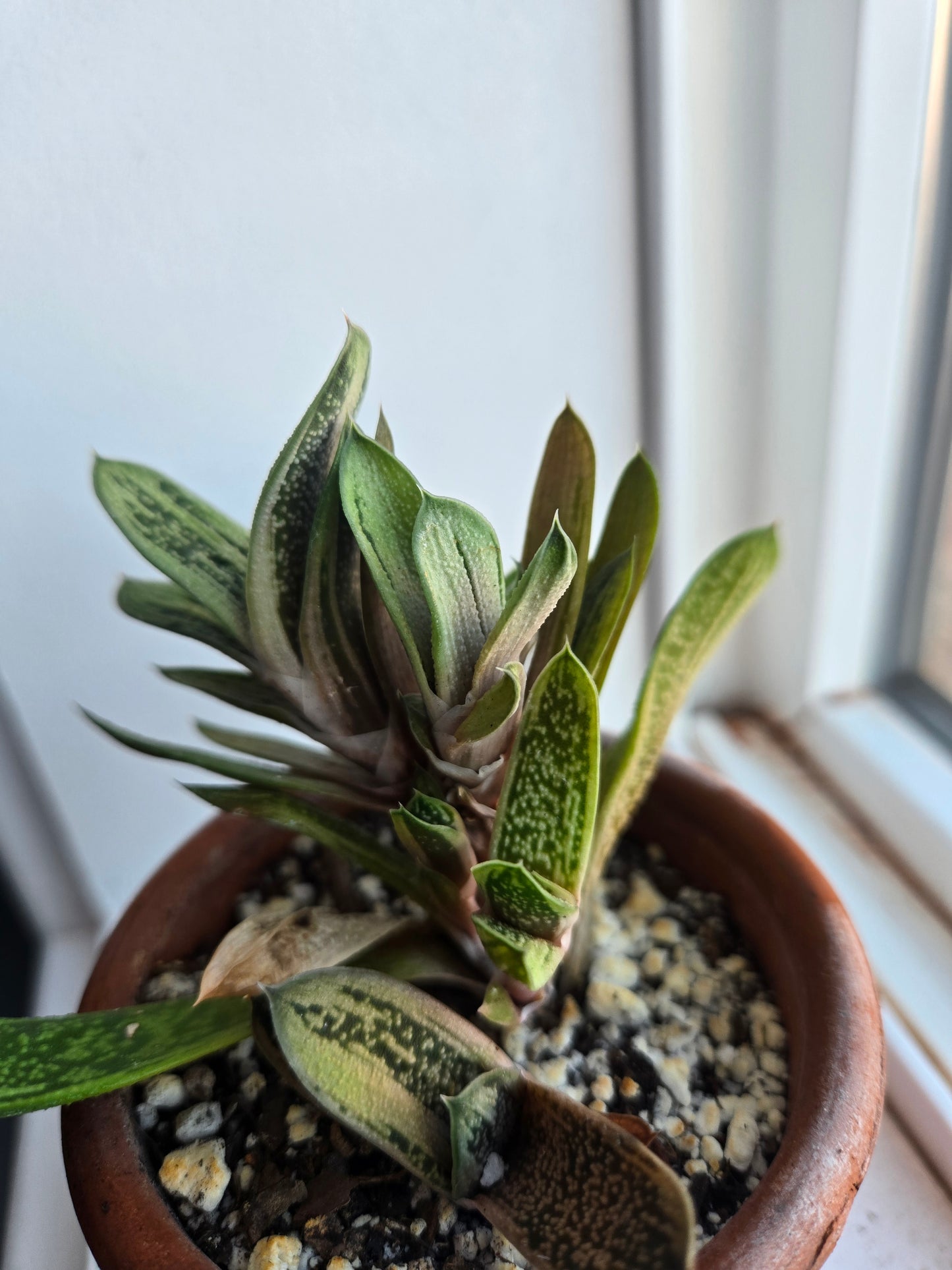 Gasteria Little Warty
