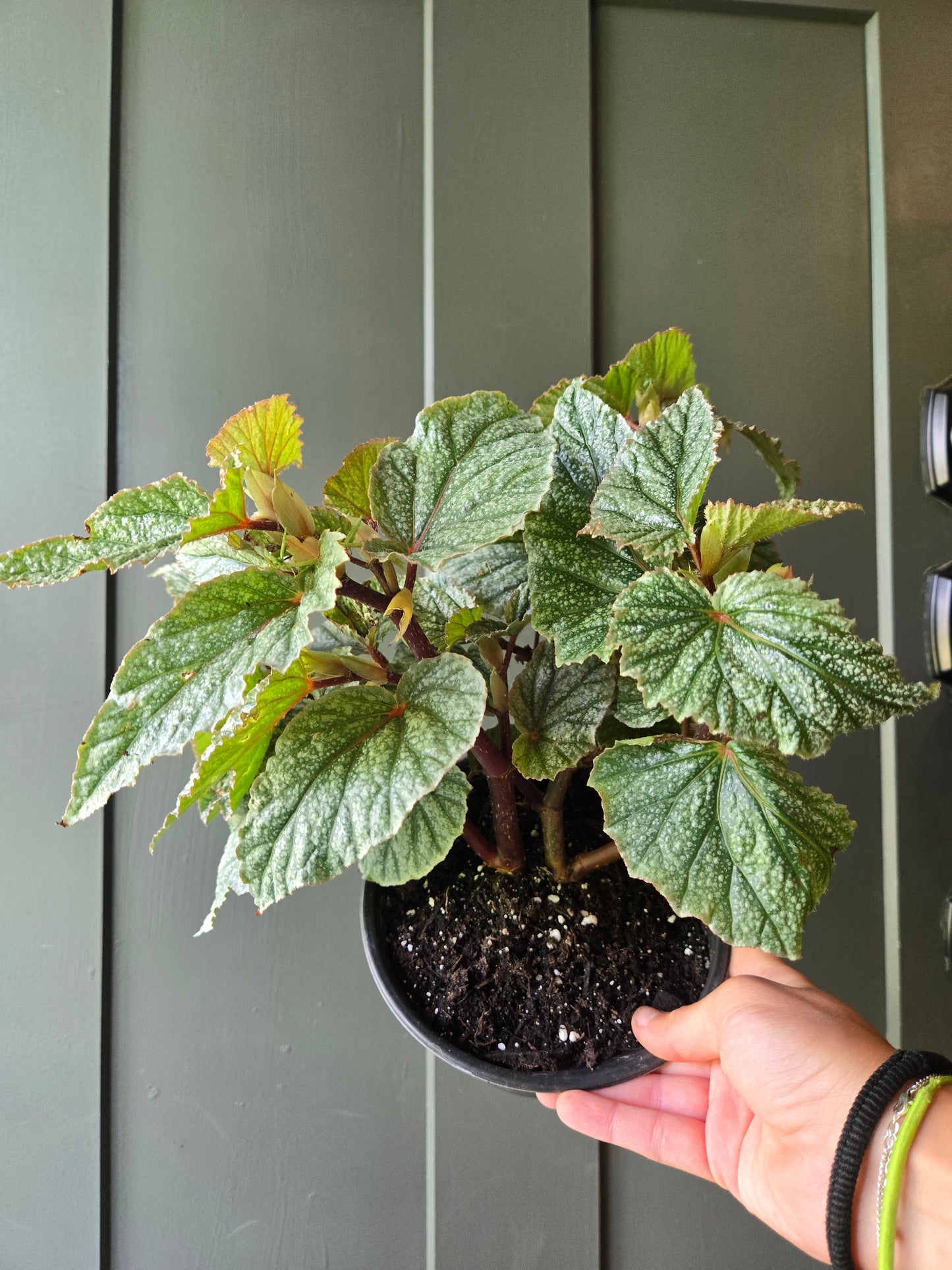 Angel Wing Begonia Frosty