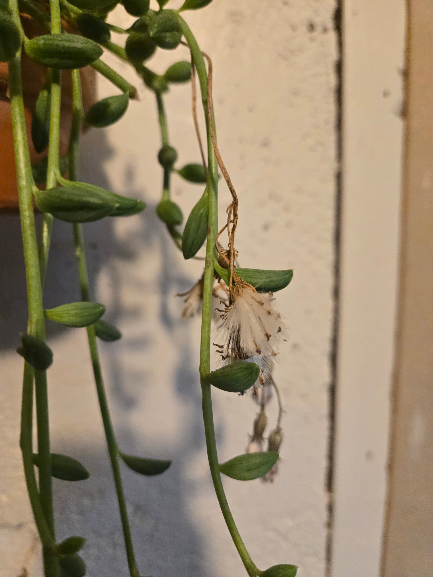 String of watermelons